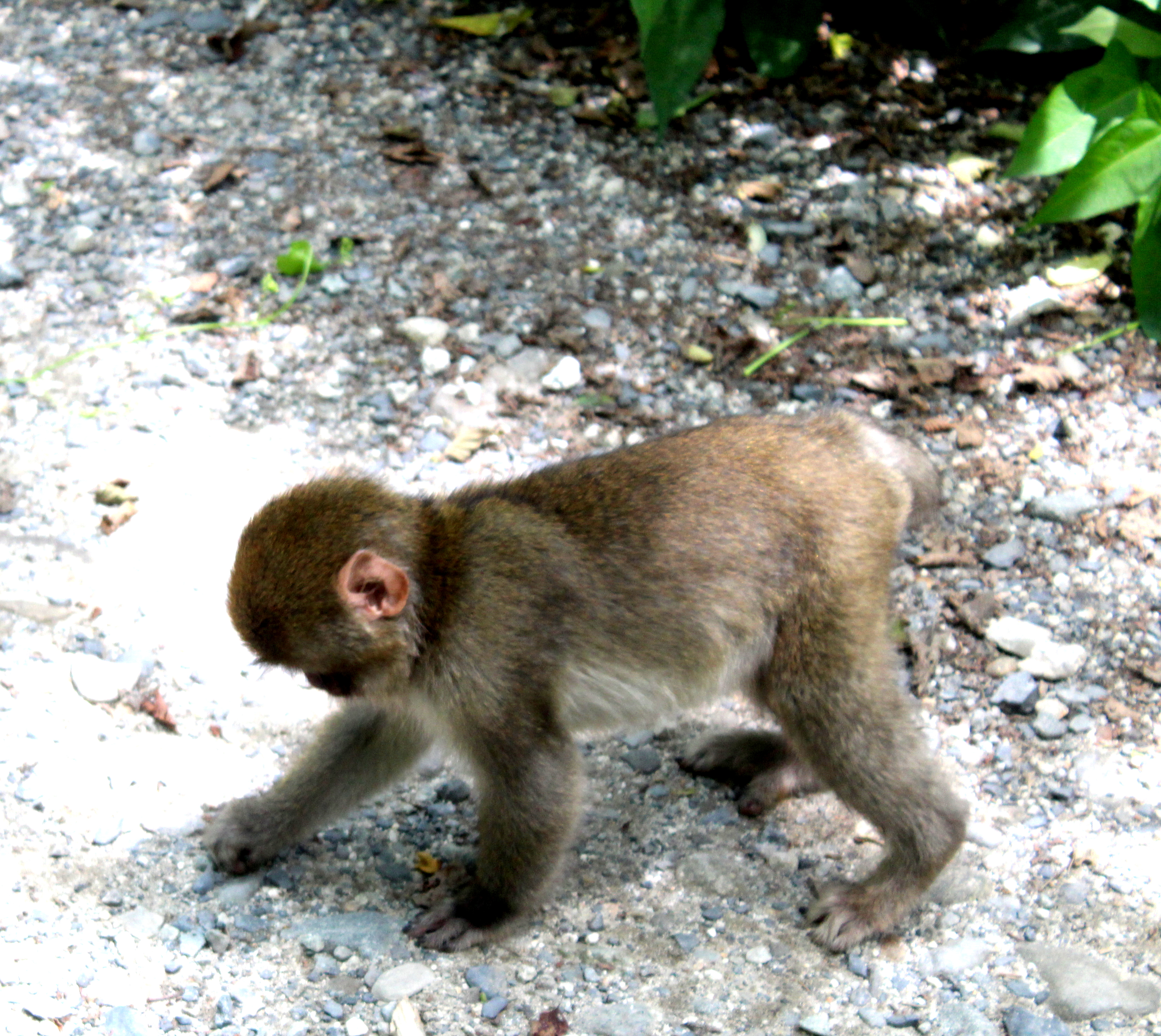 Kamikochi baby Snow Monkey