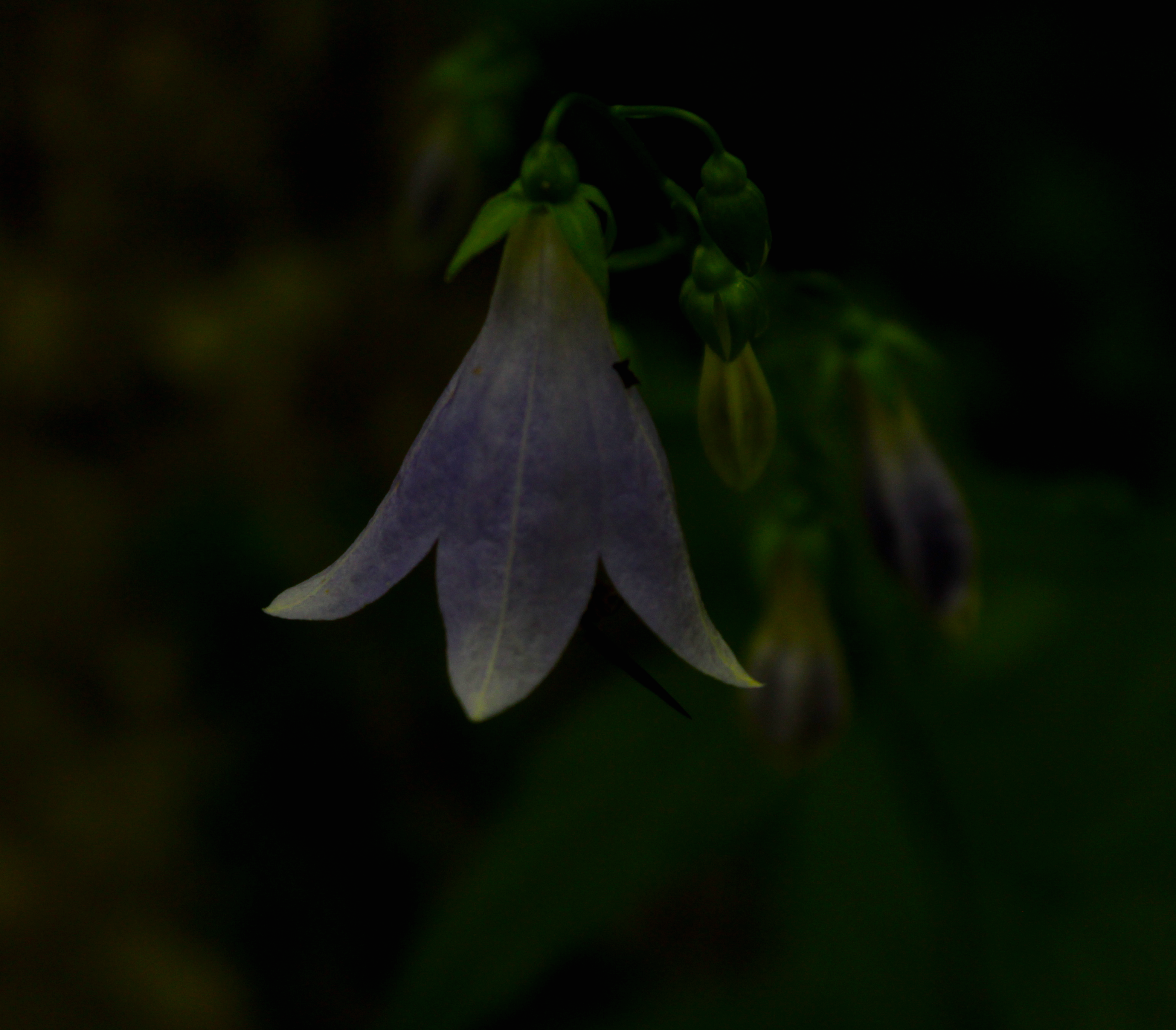 Violet Flower Kamikochi