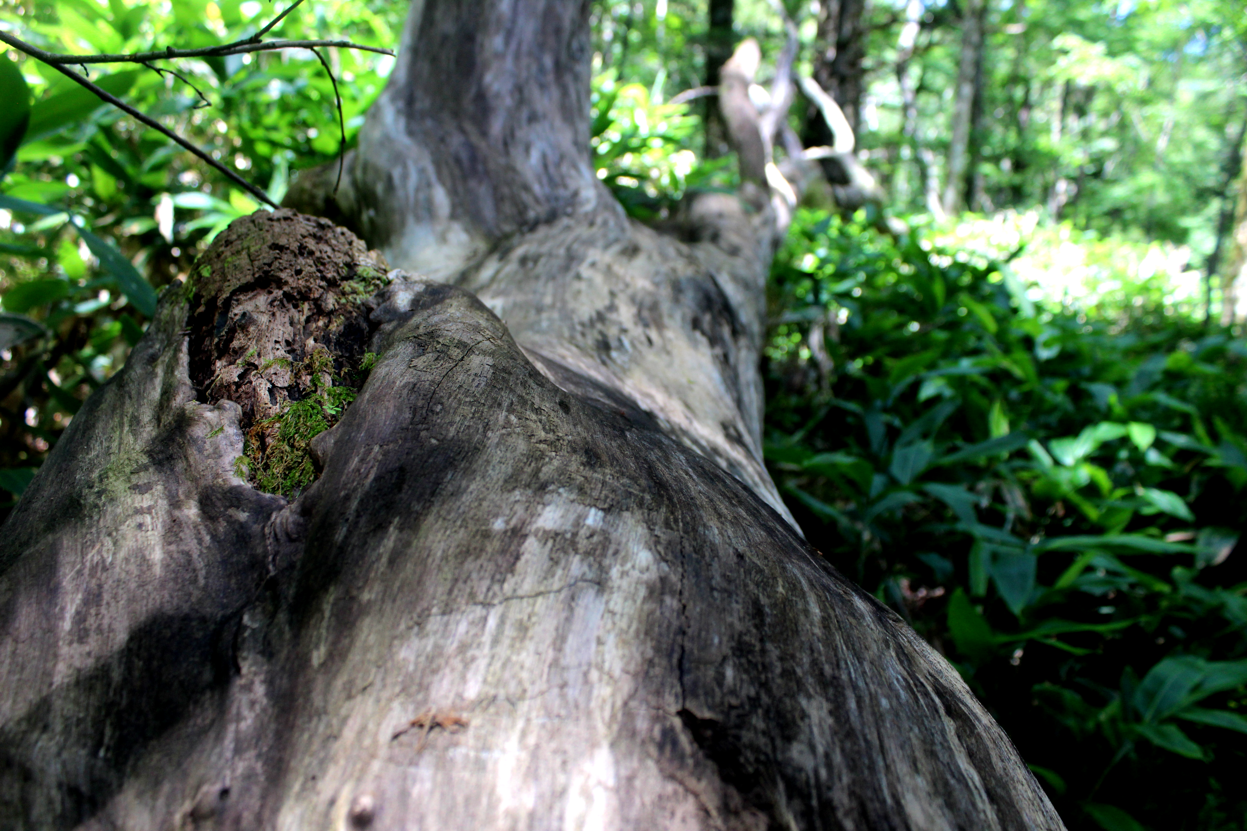 Toppled Log Kamikochi