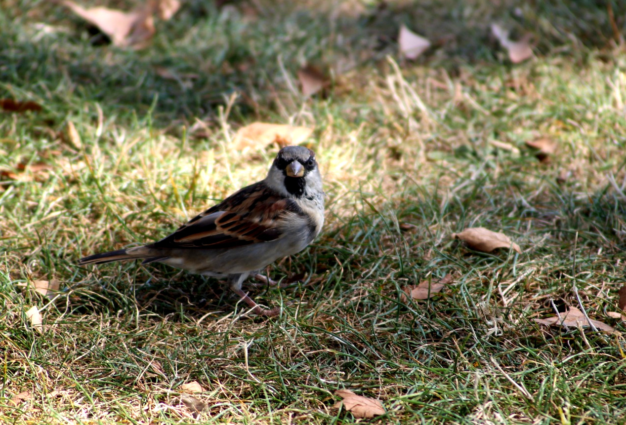 Swiss Finch