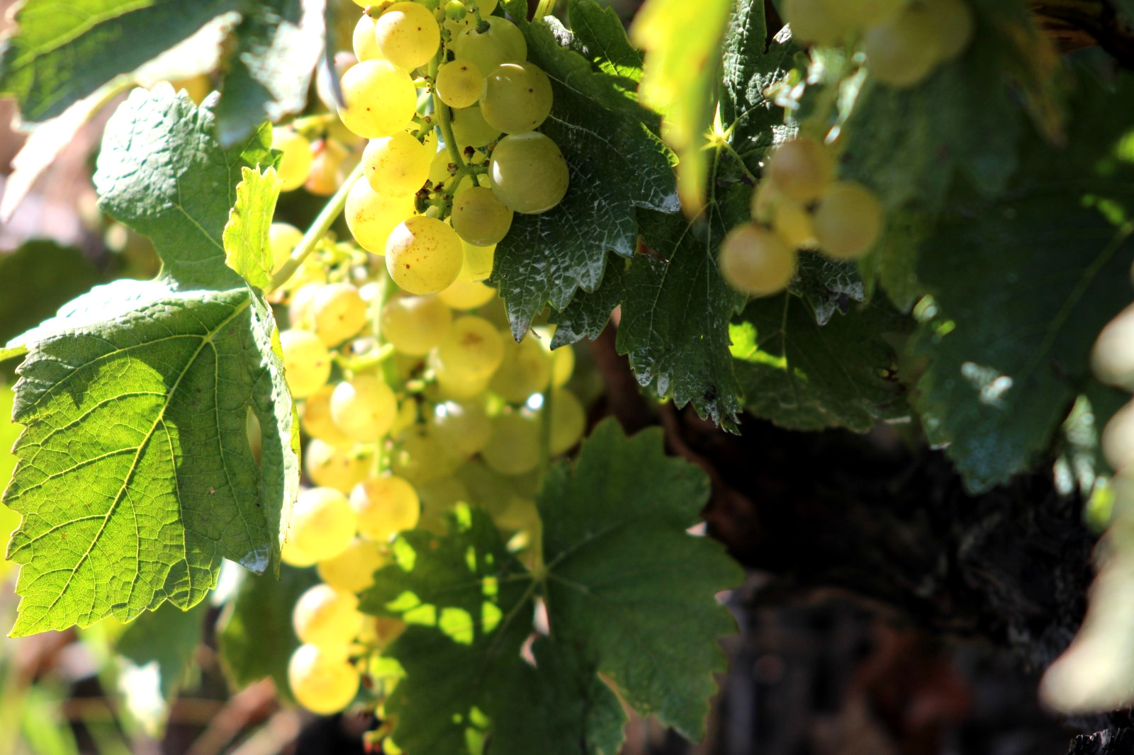 White Grapes at Lavaux