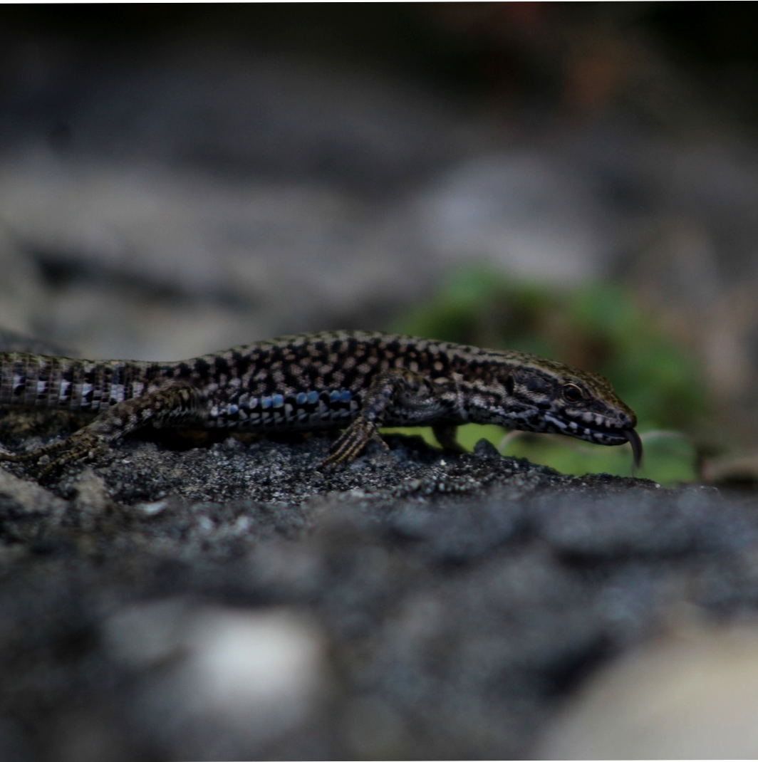 Small Lizard at Lavuax