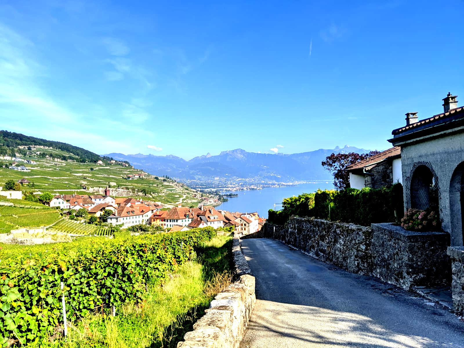 Lavaux Vineyard