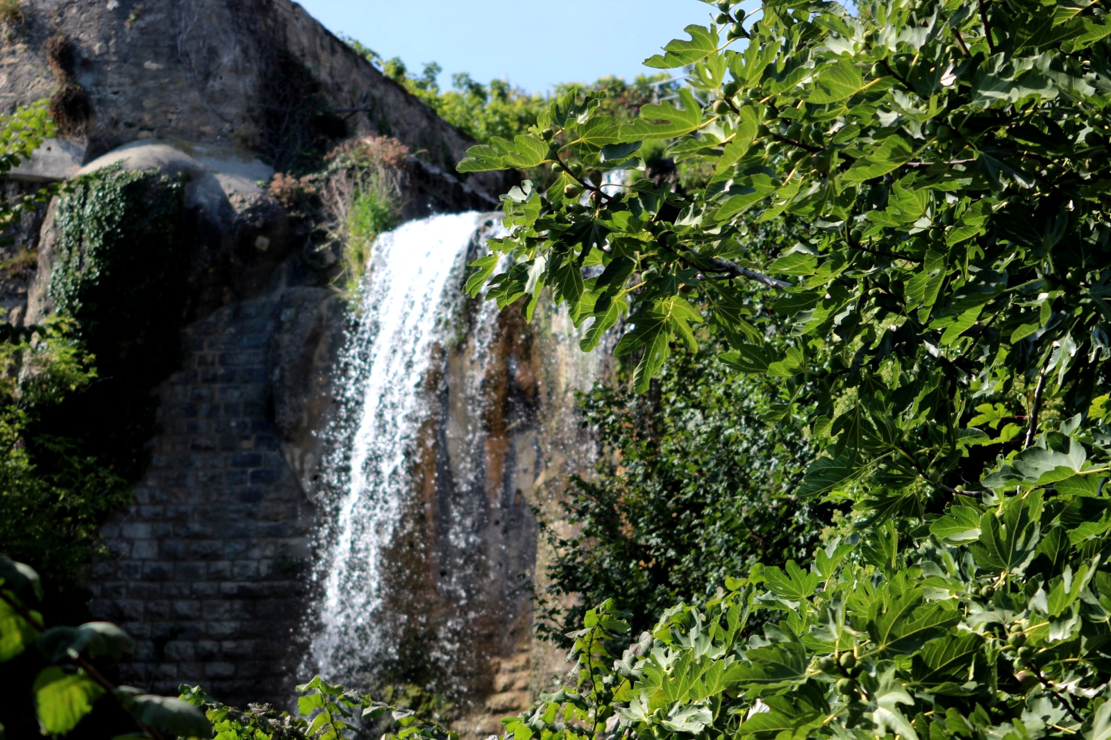 Fig Tree and waterfall Lavaux