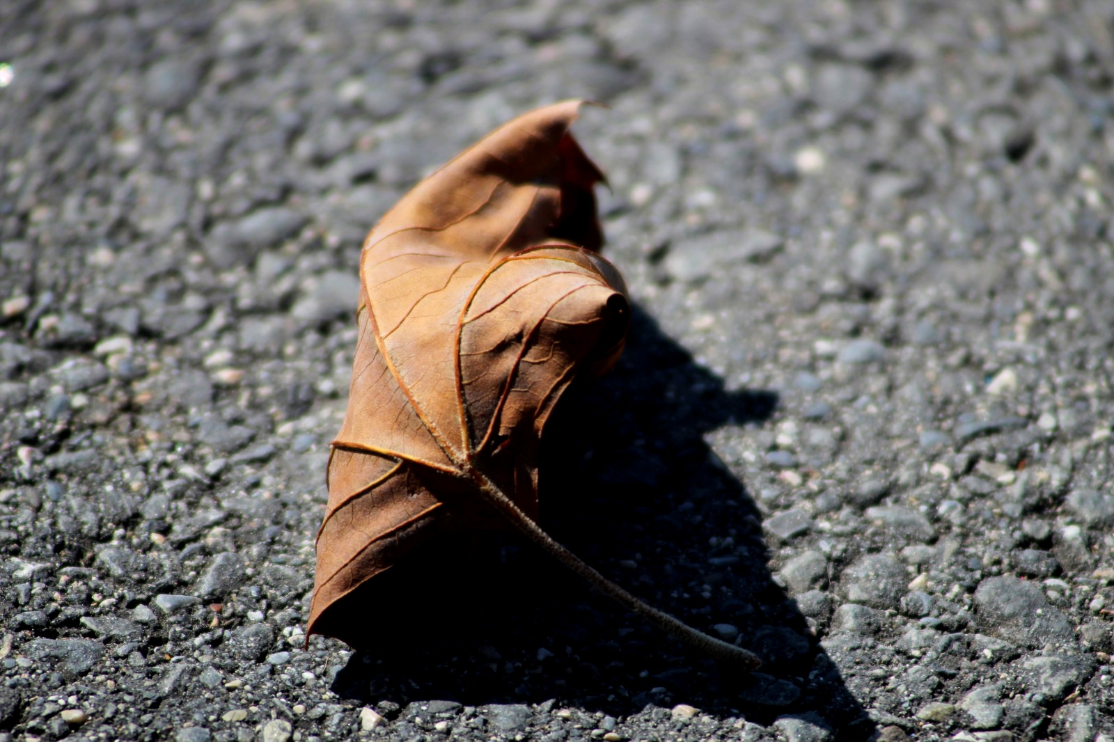 Swiss Leaf