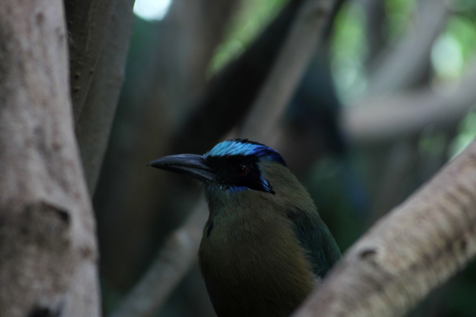 Bird in Zurich Zoo