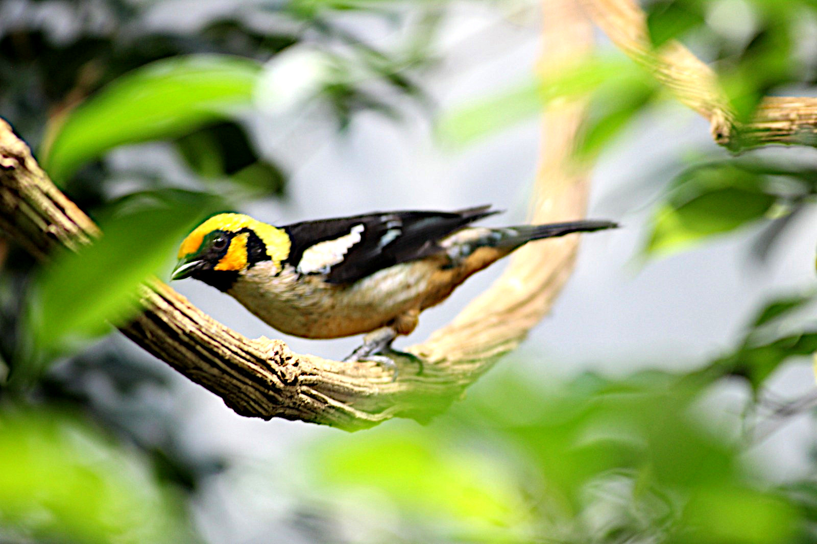 Bird in Zurich Zoo