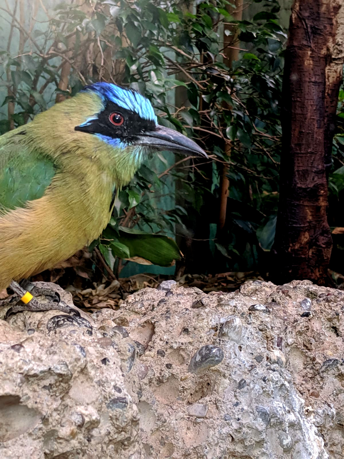 Bird in Zurich Zoo