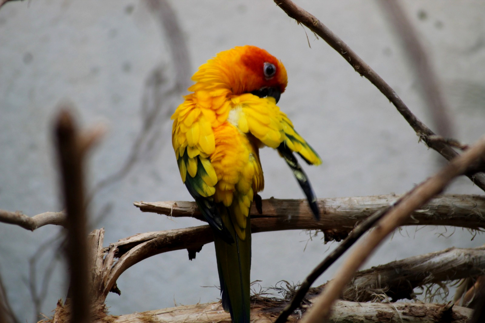 Love Bird Cleaning Zurich Zoo