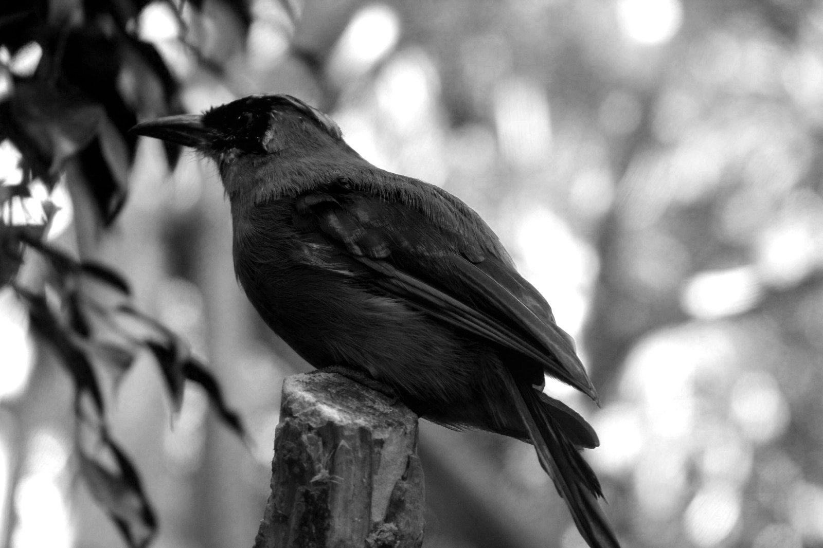 Bird in Zurich Zoo