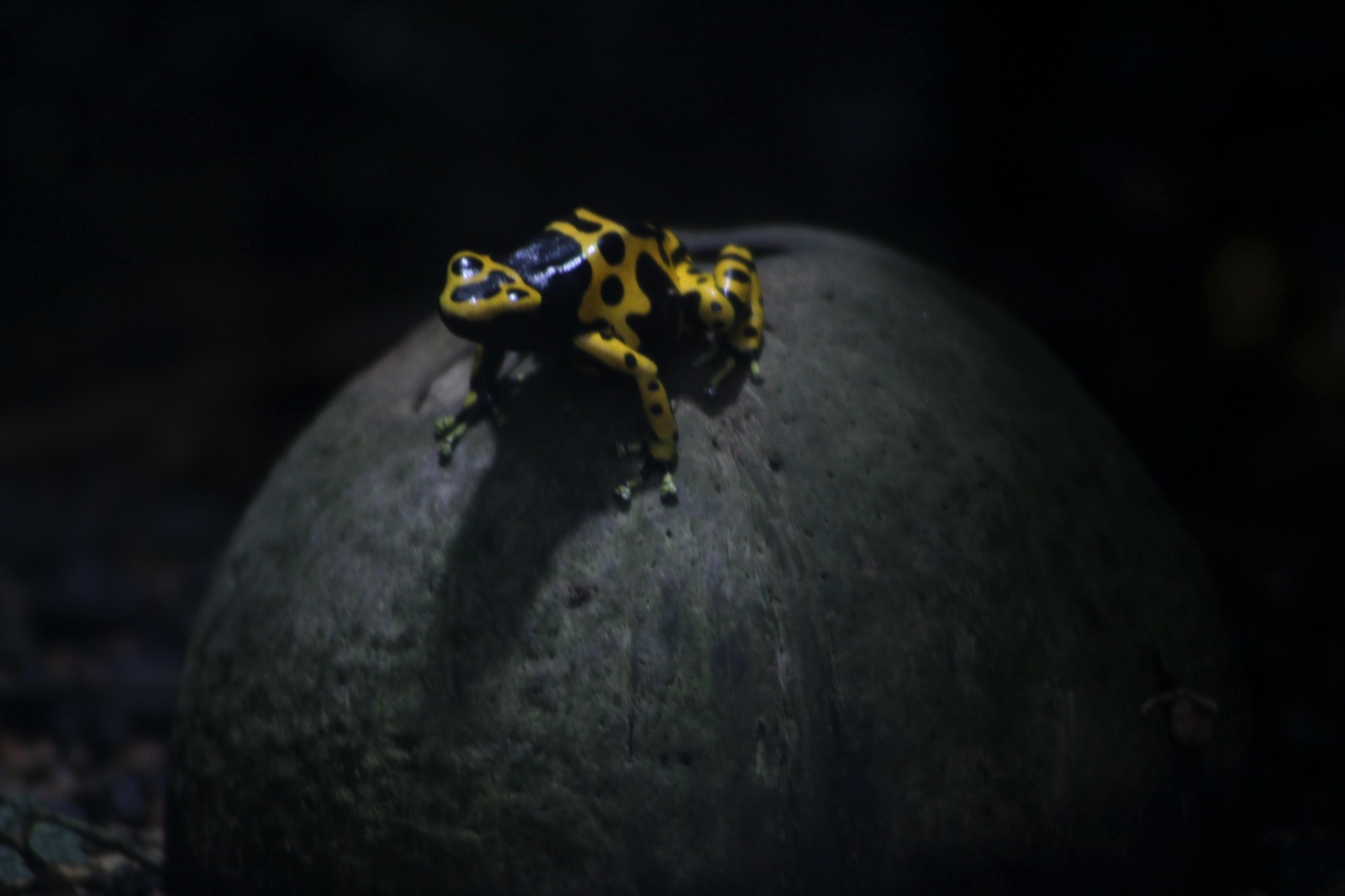 Frog in Zurich Zoo