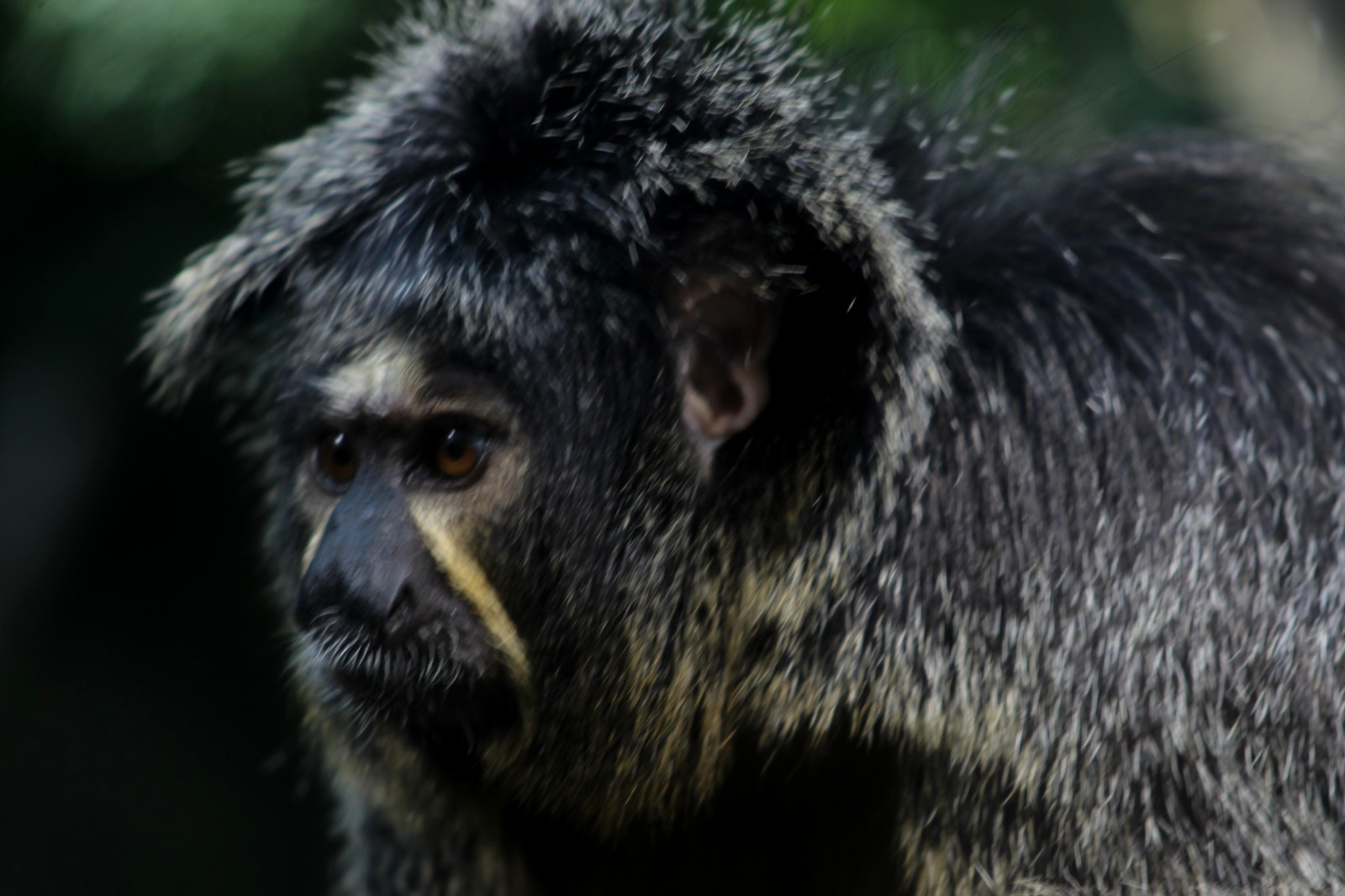 Monkey in Zurich Zoo