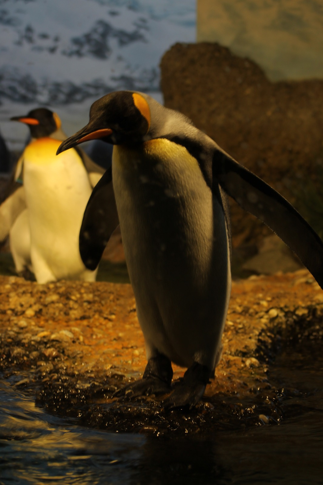 Penguin in Zurich Zoo