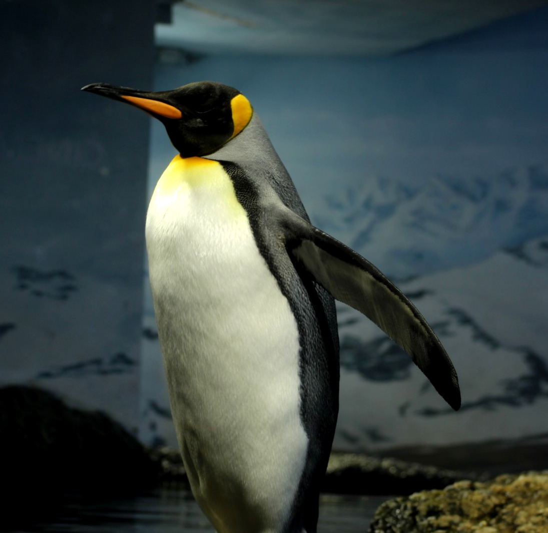 Penguin in Zurich Zoo