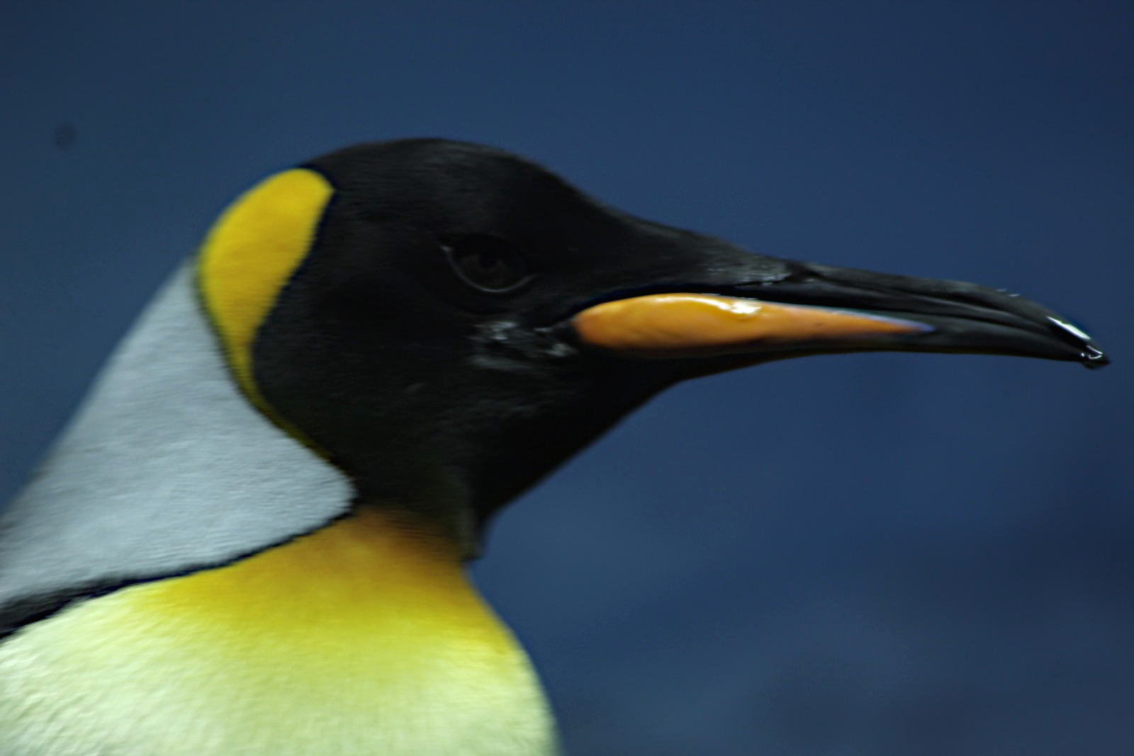 Penguin in Zurich Zoo